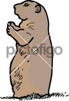 Prairie DogFreehand Image